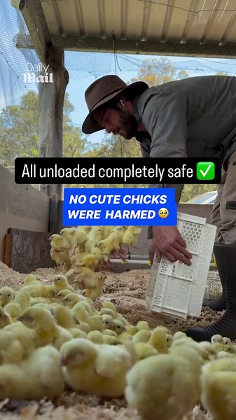 How chicks are unloaded