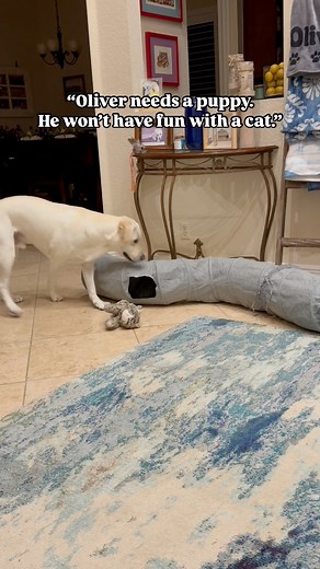 5.6M views · 10K reactions | Friendship comes in all shapes and sizes. #oliverandnoel #friendship #dogsandcats #labradorretriever #playtimefun #PetsofFacebook | Brodifur | Facebook