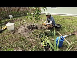 Planting a Sugar Apple Tree - Southwest Florida Urban Gardening