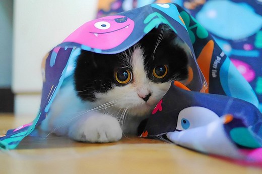 How Cats Solve Problems - Petful