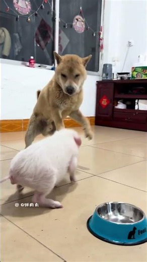 Cute Pigs: Dogs Show Heartwarming Thoughtfulness