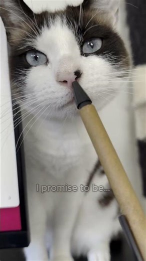 POV: Your Pet Making New Year’s Resolutions 🐾😂 #shorts #petshorts #viral #cat #dog