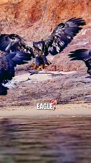 The Deadly Power of Africa’s Crowned Eagle The crowned eagle: majestic, deadly, and unlike any other predator in the world. #CrownedEagle #WildlifeFacts #NatureIsWild #PredatorPower #AfricaWildlife | SQ Unique Animals