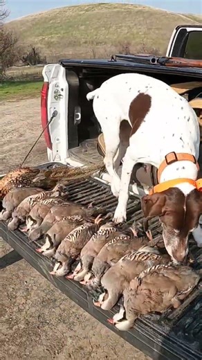 Stella says let’s go! #pointer #hunting #pheasanthunting #chukarhunting #shorts #viralshorts #short