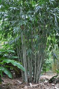 Dendrocalamus minor var. Amoenus (Ghost Bamboo) | Bamboo Land Nursery