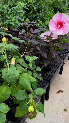 Hardy Hibiscus love the sun, bloom beautifully all summer and come back year after year in our climate. We have some beautiful varieties to choose from! | Giddings Nursery & Garden Center