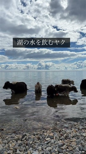 【モンゴル🇲🇳で見た絶景。目の保養に見てみて👀】#世界一周 #モンゴル #絶景 #フブスルグ湖 #先生