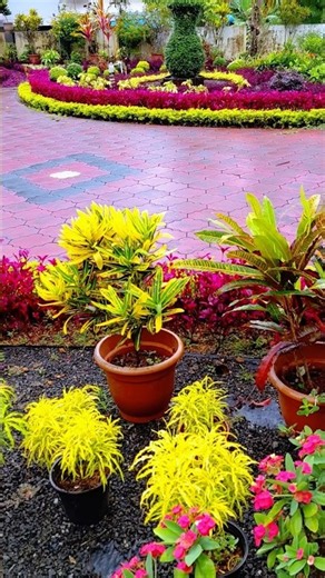🌿 Garden Vibes | Beautiful Garden Ideas | Home Garden Inspiration | Kerala Gardening