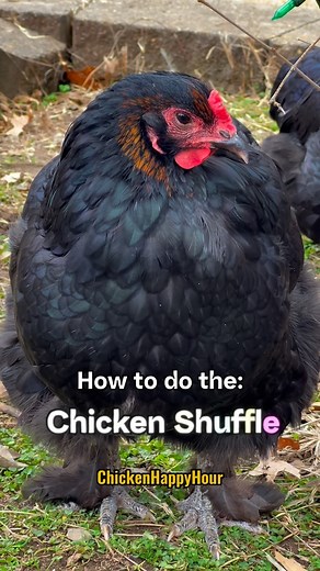 Do the ‘CHICKEN Shuffle’🐔💃🕺🏻 #chickens #backyardchickens #funnyanimals #chickensofinstagram #rooster #cuteanimals #saturdayvibes #chickenhappyhour | Chicken Happy Hour