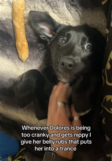 Transform Cranky Behavior in Puppies with Belly Rubs