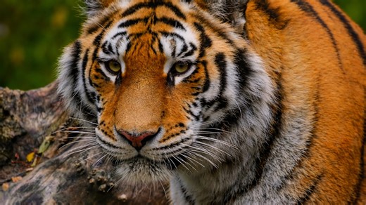 Sharp eyes of a tiger observing everything ahead