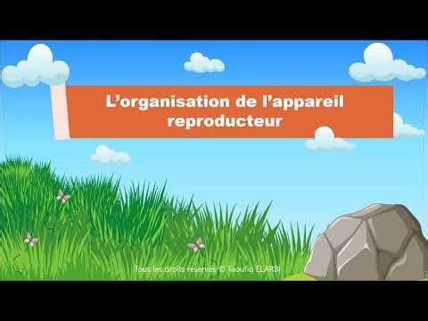 Tronc Commun Sciences | Organisation de l’appareil reproducteur des plantes à fleurs (Angiospermes)