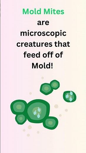 What are Mold Mites?