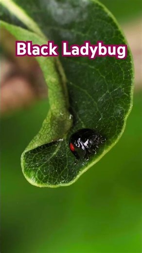A Black Ladybug!! 🐞 #macrovideo #insectvideo