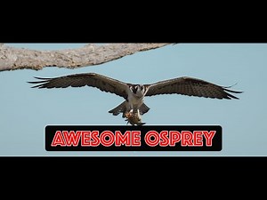 Awesome Osprey In Flight, Diving and Landing