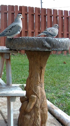 Pair of Morning doves 🕊️