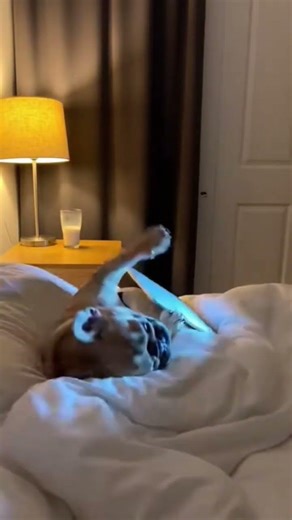 Dog Caught Using Laptop! Mom Opens the Door & He Pretends to Sleep 😂💻 #FunnyDog