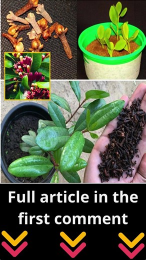 How to Grow Clove Plant at Home: From Seed to Spice🌱👇 | Build & Bloom Ideas