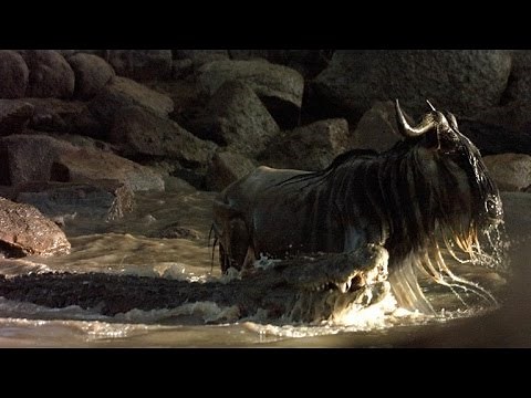 This Is Why You Should Never Anger a Hippo