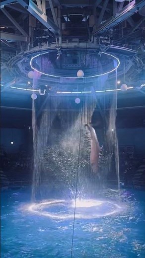 【マクセルアクアパーク品川】大迫力イルカショー #マクセルアクアパーク品川 #水族館のダンス #originalsong #晴る #オリジナルソング