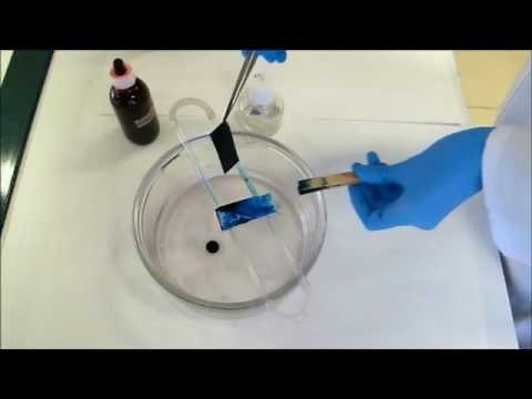 Técnicas básicas de Microbiología: Tinción de endosporas