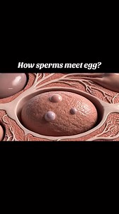 How sperm meet egg during fertilization #UnitedStates | Dr. Emily