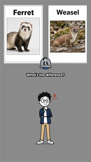 Ferret vs Weasel, what’s the difference? #Ferret #Weasel #AnimalFacts #WildlifeFacts #DidYouKnow