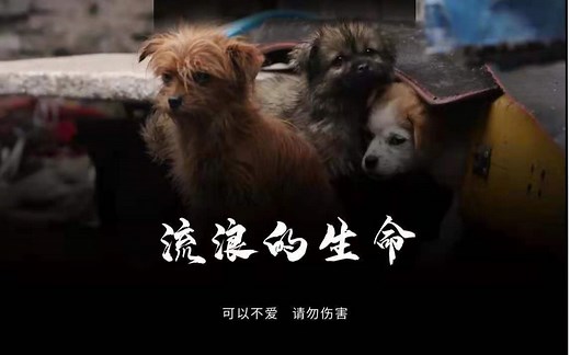 《流浪的生命》救助流浪动物相关纪录片