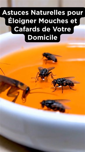 Astuces Naturelles pour Éloigner Mouches et Cafards de Votre Domicile… 💬👀👇 | Astuces et Conseils de Cuisine