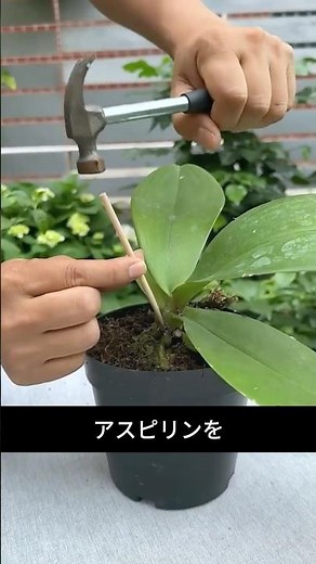 My phalaenopsis orchid never wilts... just keep it in water!