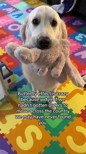 Can’t even think about a timeline that didn’t include Baker! 💔 #fyp #goldenretriever