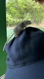 78K views · 8.1K reactions | Amendoim indo visitar sua vó é explicado sobre o luto.  ▶️@IsaacAmendoim | Isaac Amendoim | Facebook