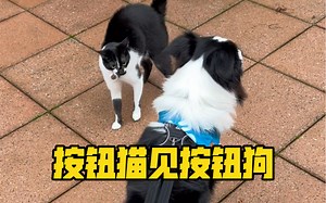 当会交流按钮的猫狗会面   打卡巨型狗公园