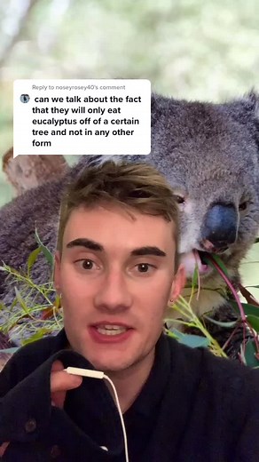 Reply to @noseyrosey40 #greenscreen wanna b a koala