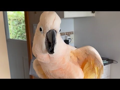 Mumbling Phone Voice, Ringing, Happy Barney! 🧡🦖