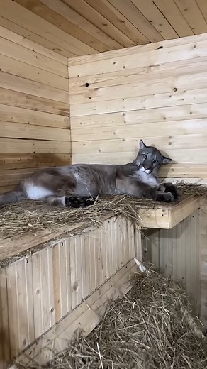 The purring cat😍#braige #cat #animals #bigcat #pumbacaracal #animal #wild #forest #animallover #love #reels #reelsvideo #trend #viral #fyp #trendingnow #trvideosendingreels #pet #petlover #reels2025 #foryou #best #mainecoon #siberiancaracal #caracaltymen #caracal | Pumba Caracal