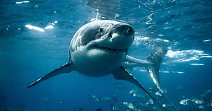 Le comportement énigmatique de ce duo de grands requins blancs fascine les scientifiques