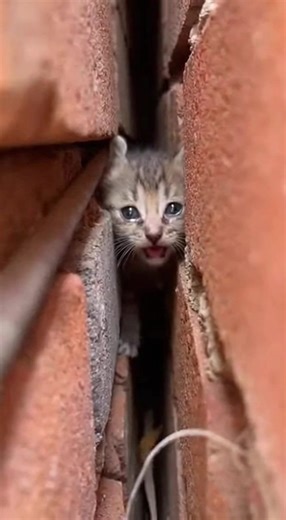 Heartwarming Moments with a Poor Kitty