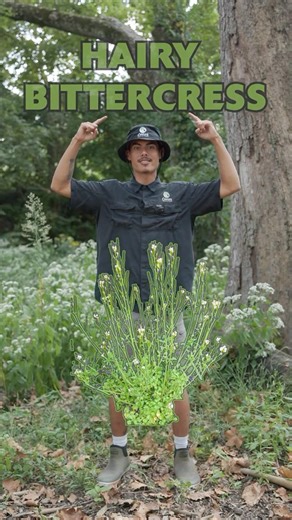 Weed Watch w/ Azzy (Hairy Bittercress)