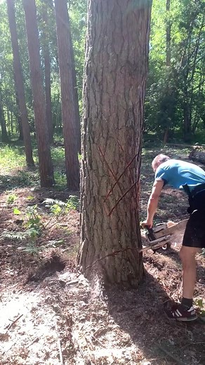 10K views · 34 reactions | A special tree cutting technique never seen before by a pro logger | Ruimfor | Facebook