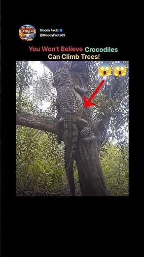 You Won't Believe Crocodiles Can Climb Trees! 🌳🐊 | #protest #cjp