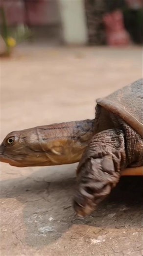 kachua | turtle walking