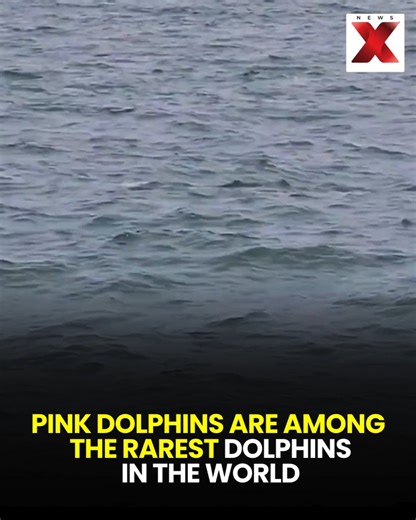 Pink dolphins are considered among the rarest and most fascinating dolphins in the world. Best known as Amazon river dolphins, their distinctive pink color can vary with age, activity, and water conditions. These unique mammals are found primarily in freshwater river systems and are admired for their intelligence and gentle nature, making them a true wonder of the natural world. #PinkDolphins #RareSpecies #AmazonRiverDolphin #Wildlife #NatureWonders #EndangeredSpecies | NewsX