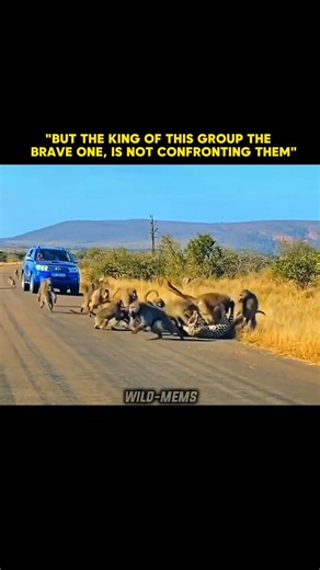 cheetah attacks on babons 😨 #viral #viralvideo #cheetah #shorts #shortvideo #share #foryou #now