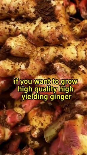 Nursery Plant on Instagram: "🌿 Ginger Plant is easy to grow and brings a fresh, tropical look with its lush green leaves. Perfect for pots or garden beds, it thrives with simple care and grows quickly. A great choice for home gardeners who love practical and beautiful plants #GingerPlant #EasyToGrow #HomeGarden #TropicalPlant #GrowYourOwn #GardenLovers #GreenLiving #plants #nature #flowers #plantsofinstagram #garden #plant #plantsmakepeoplehappy #gardening #houseplants #plantlover #green"