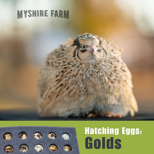Golds (Italian & Golden Manchurian) - Coturnix Quail Hatching Eggs