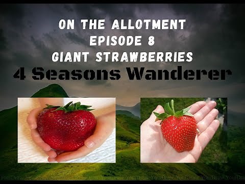 Bare rooted Giant Strawberry plants (SENGA GIGANTA)