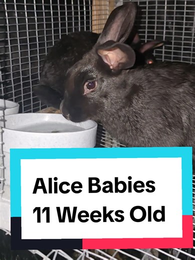 Raising Meat Rabbits: 11-Week-Old Alice Babies