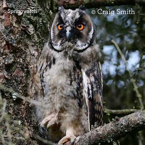 How beautiful is this roosting long-eared owl owlet!?! 🥰🦉 When roosting long-eared owls will stand upright and raise their ‘long-eared’ tufts to make themselves look bigger and deter potential predators. Have you ever managed to spot a long-eared owl? 🦉 📷 Craig Smith #Springwatch 💚 | BBC Springwatch