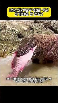 Komodo Dragon's Seafood Hunt! An Electric Eel in One Bite?!